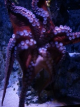 Oktopus at Den Blå Planet